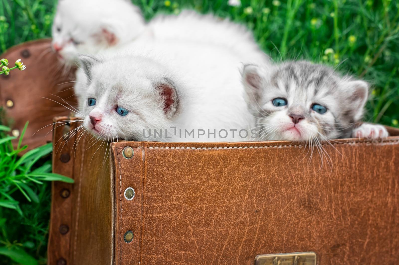 little kittens playing in old suitcase.Selective focus