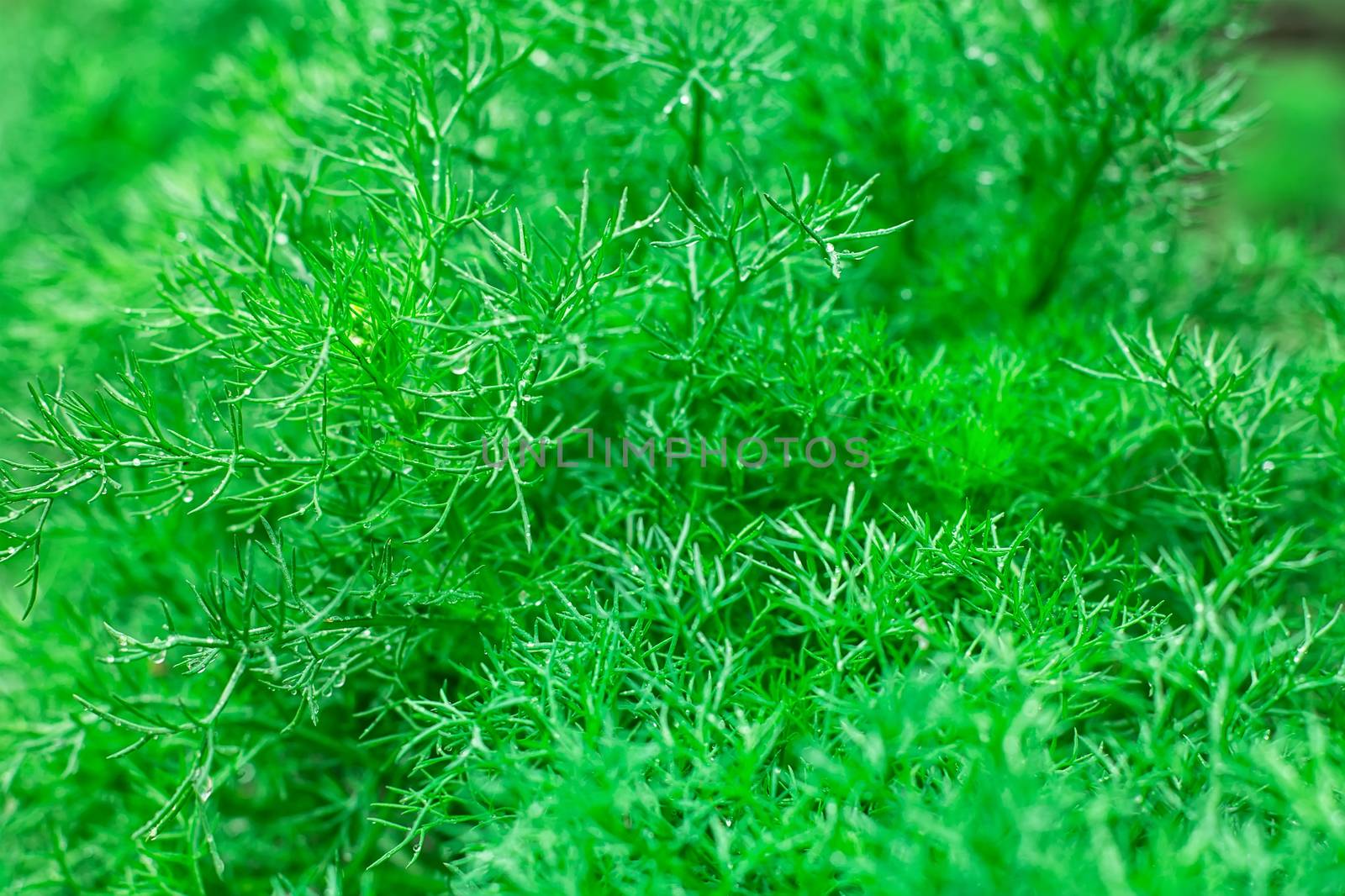 natural wallpaper of meadow grass .Selective focus