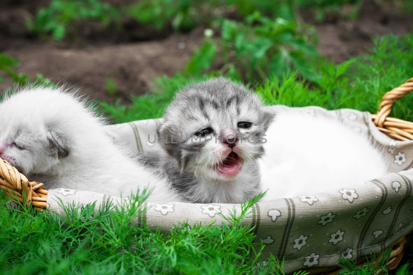 newborn kittens in the basket on the nature.Selective focus