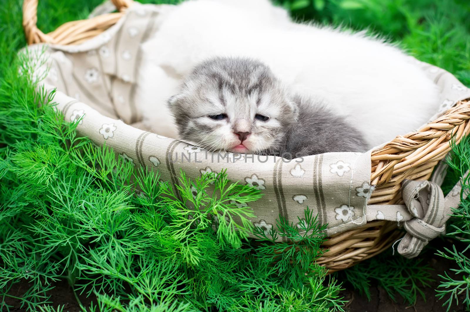 newborn kittens by LMykola