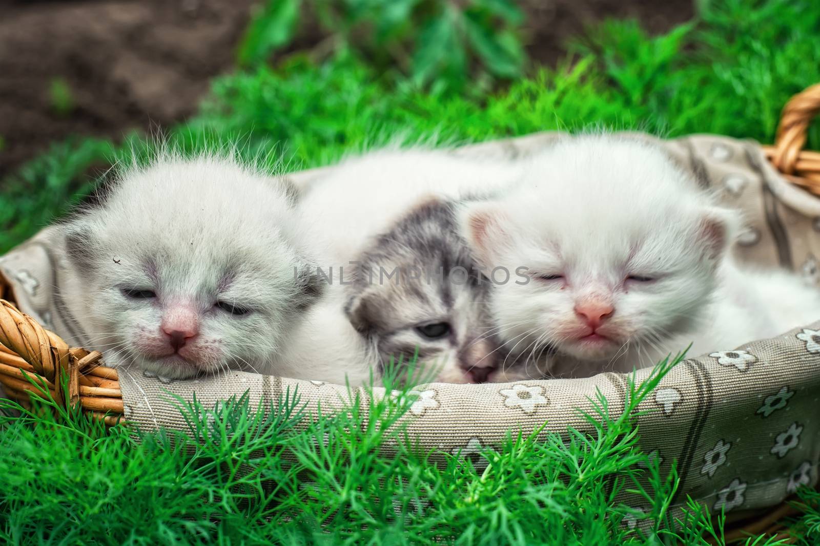 newborn kittens in the basket on the nature.Selective focus