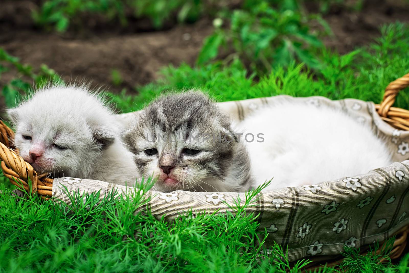 newborn kittens in the basket on the nature.Selective focus