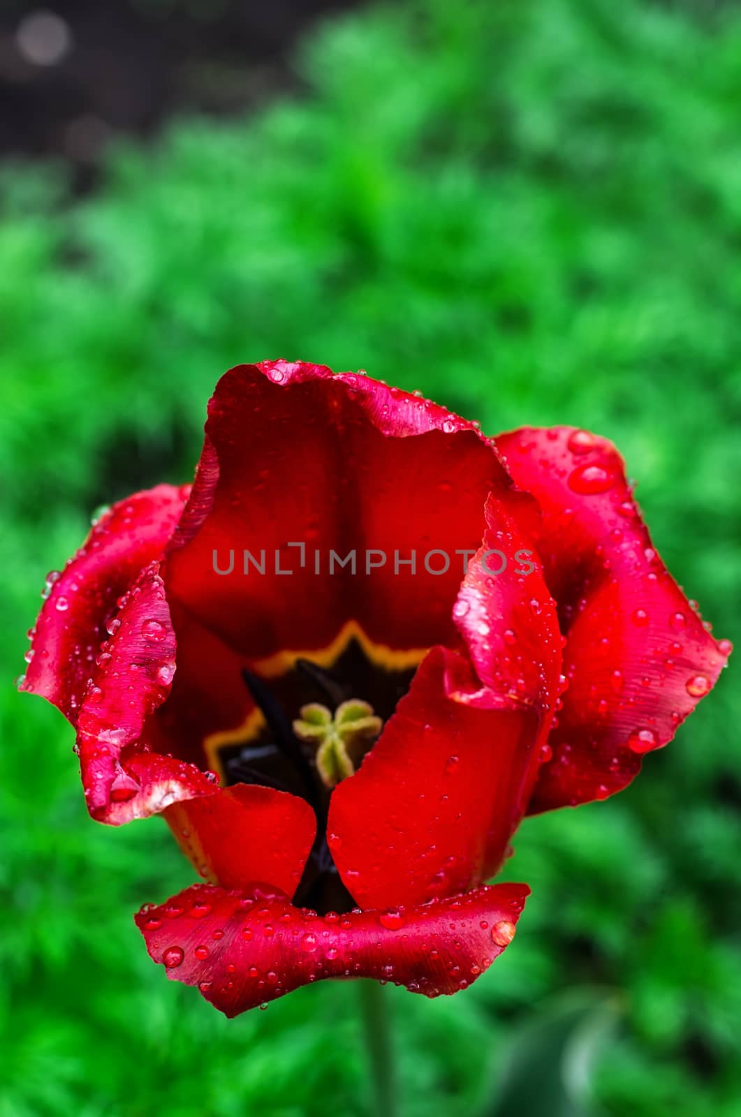 faded summer bud of tulip with broken petals rain.Selective focus