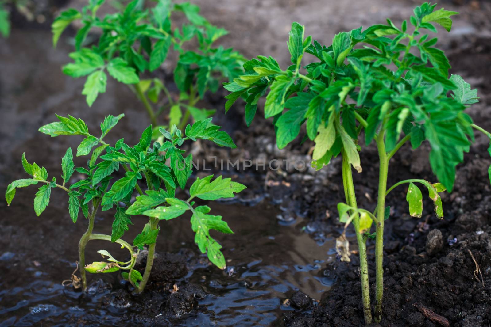 bushes planted tomato prepayment running water.Selective focus