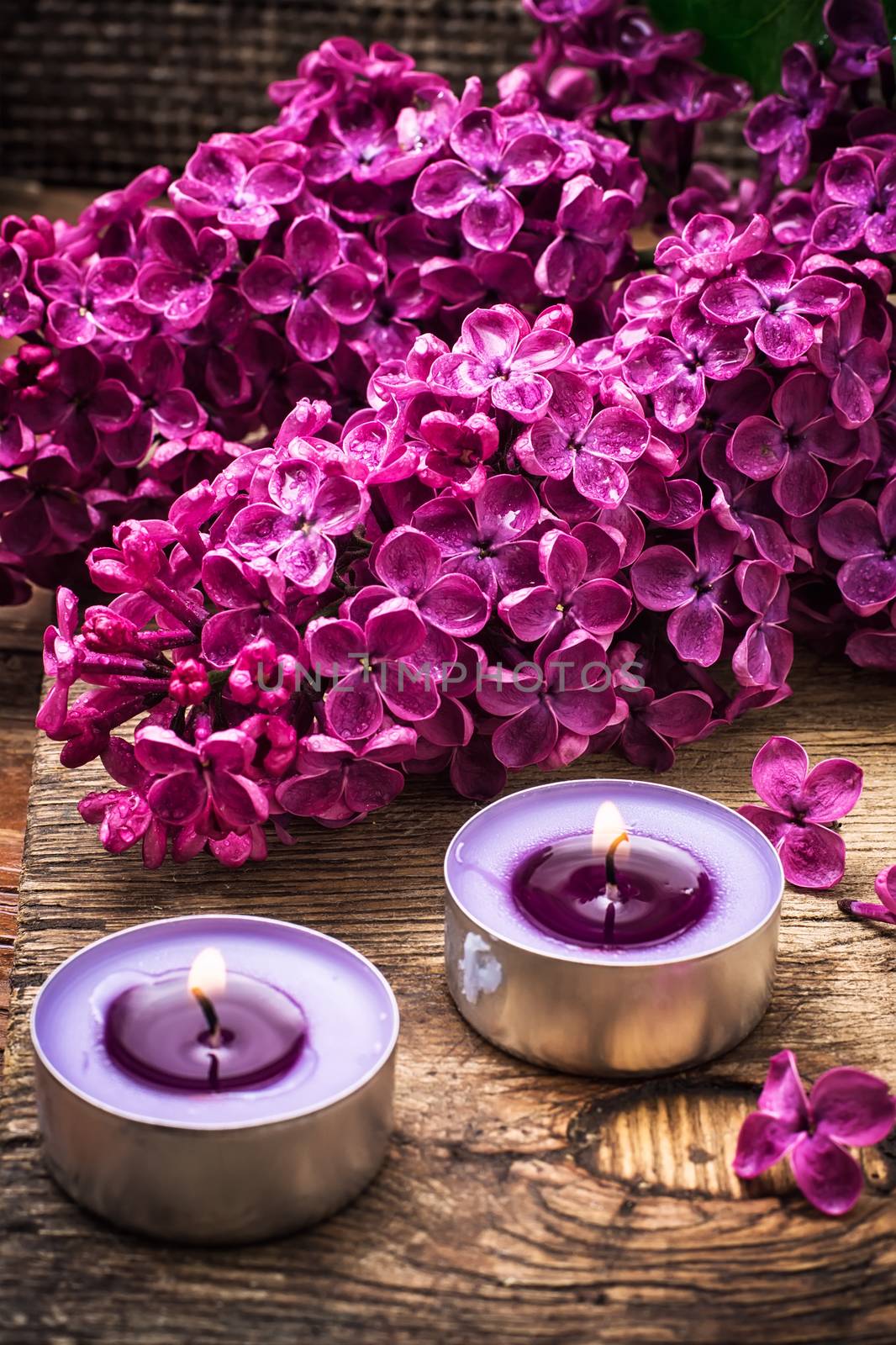 fragrant bush may lilac on background of scissors on wooden table