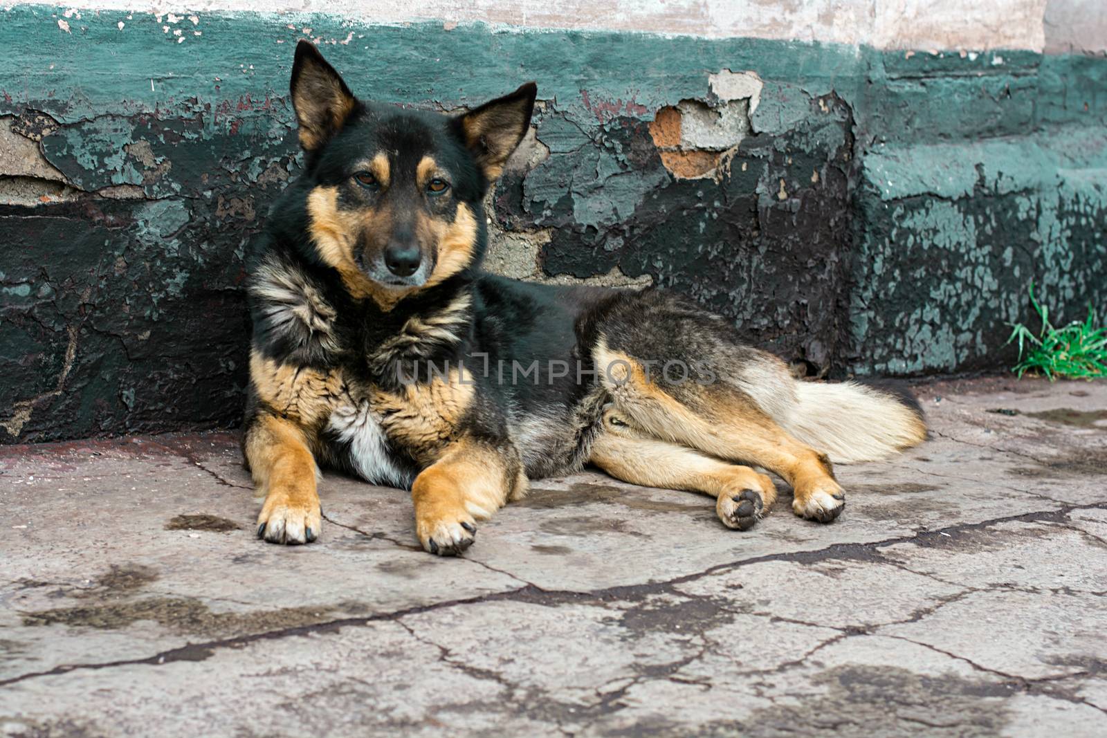 an abandoned dog by LMykola