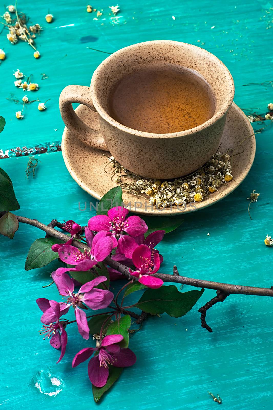 fragrant tea brewed with chamomile in ceramic mugs amid blossoming branch