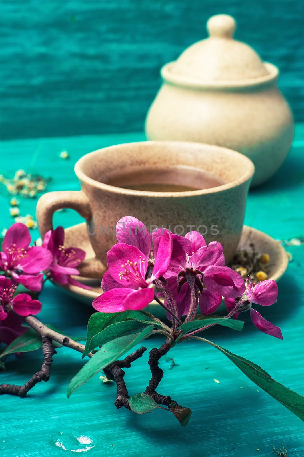 fragrant tea brewed with chamomile in ceramic mugs amid blossoming branch.Selective focus