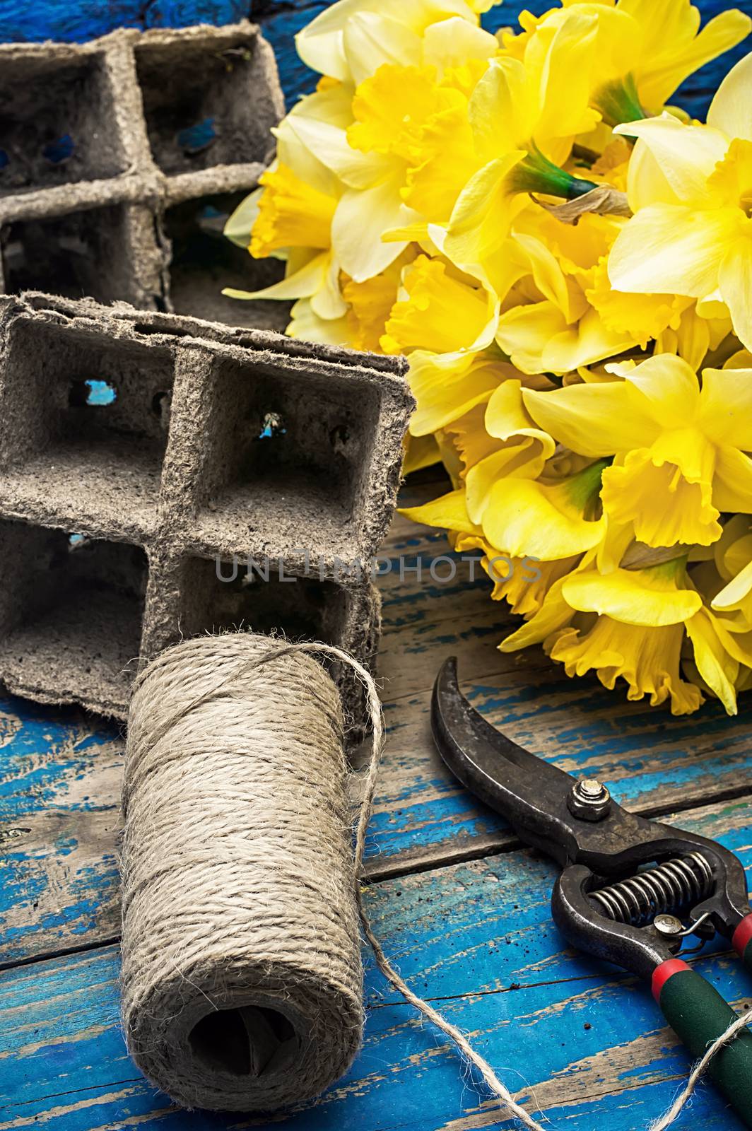 peat pots,gardening secateurs and buds of yellow daffodils