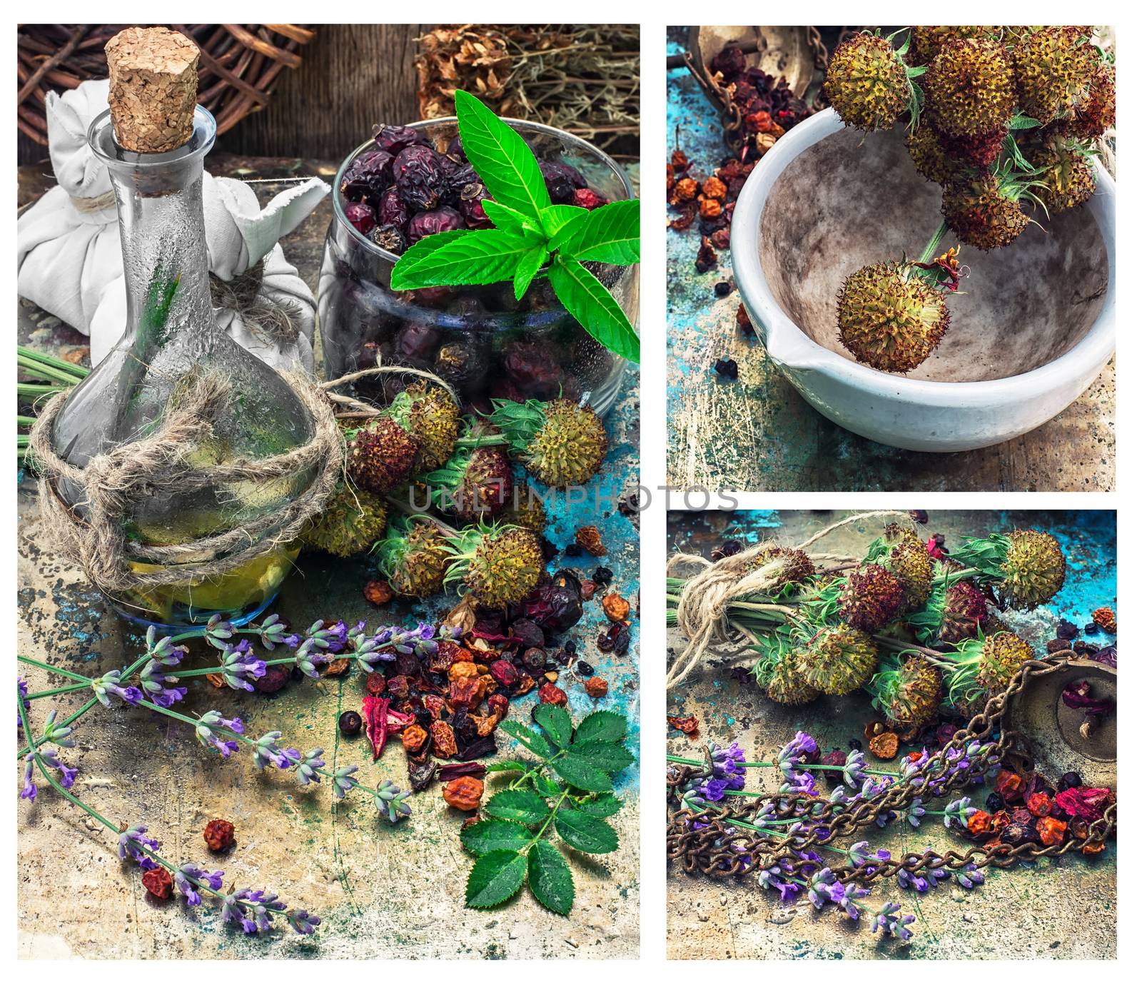 collage with the collected harvest medicinal herbs for medicinal and tonic decoctions.