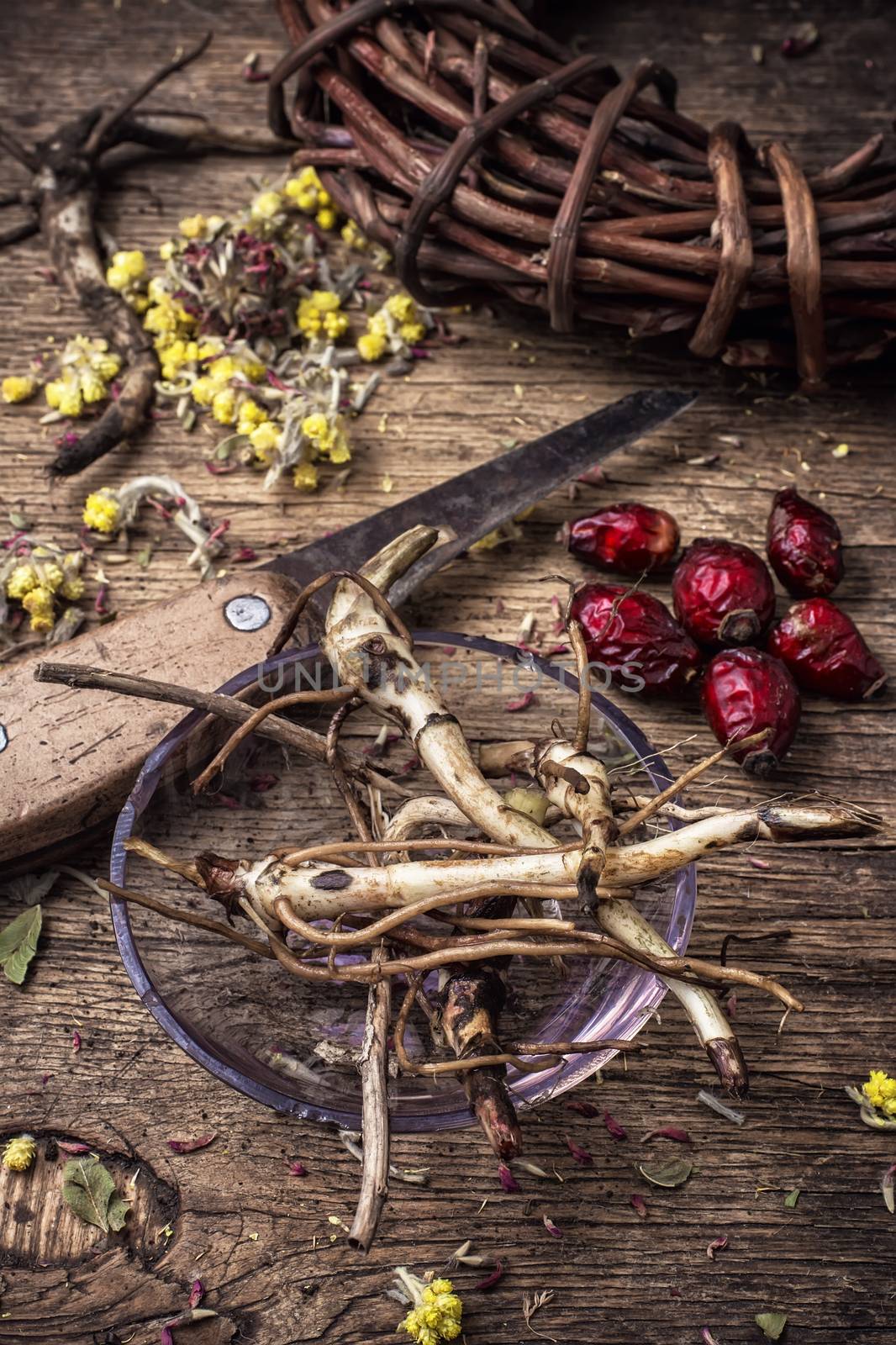 range is collected and dried medicinal herbs and plants for herbalism.Selective focus.Photo tinted