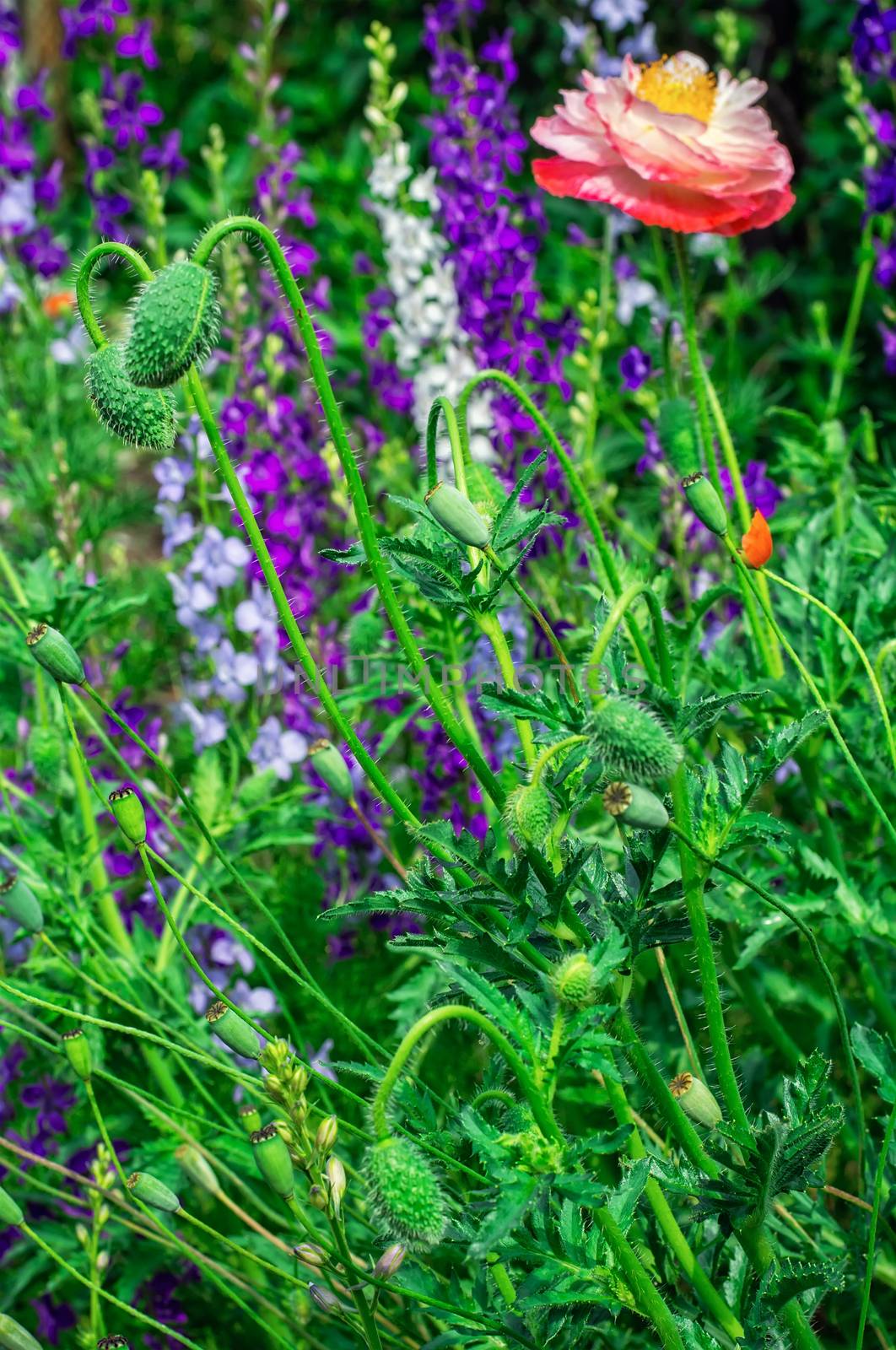 bright poppy flower on the flower meadow background.Selective focus