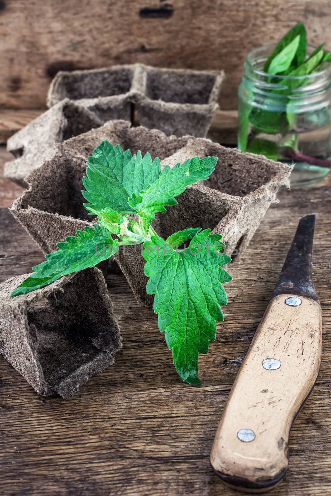 germinating sprout Melissa in peat pot on  wooden plane.Selective focus