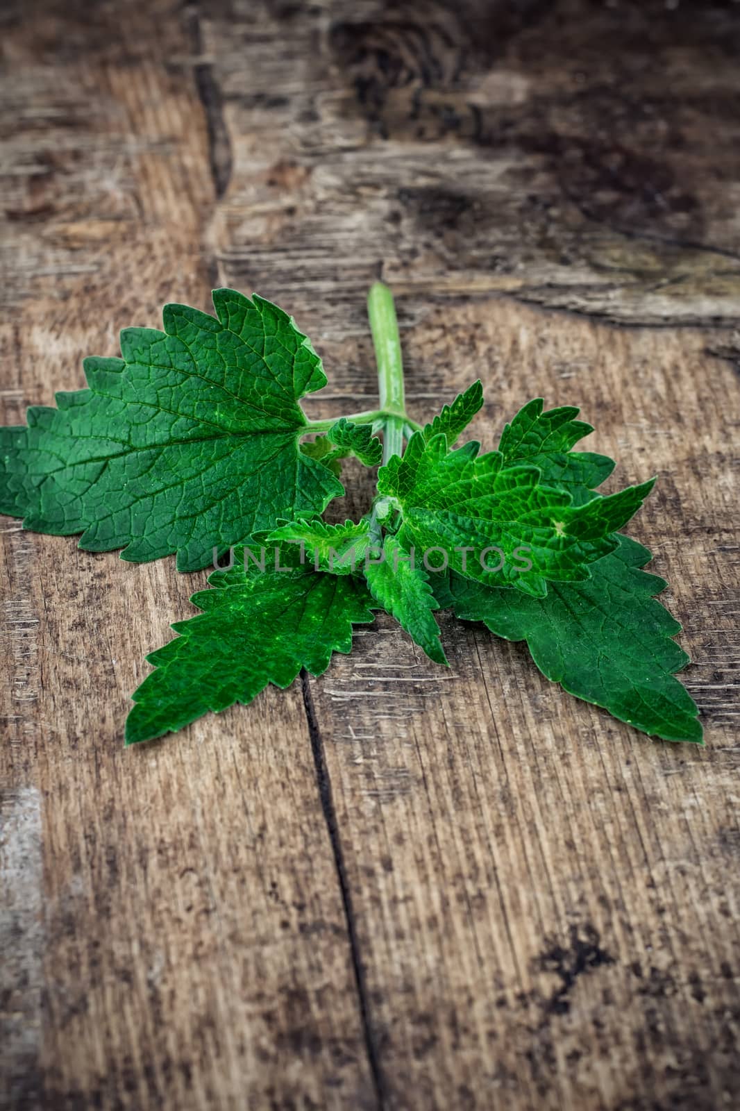 Melissa officinalis herb on wooden table top.Selective focus