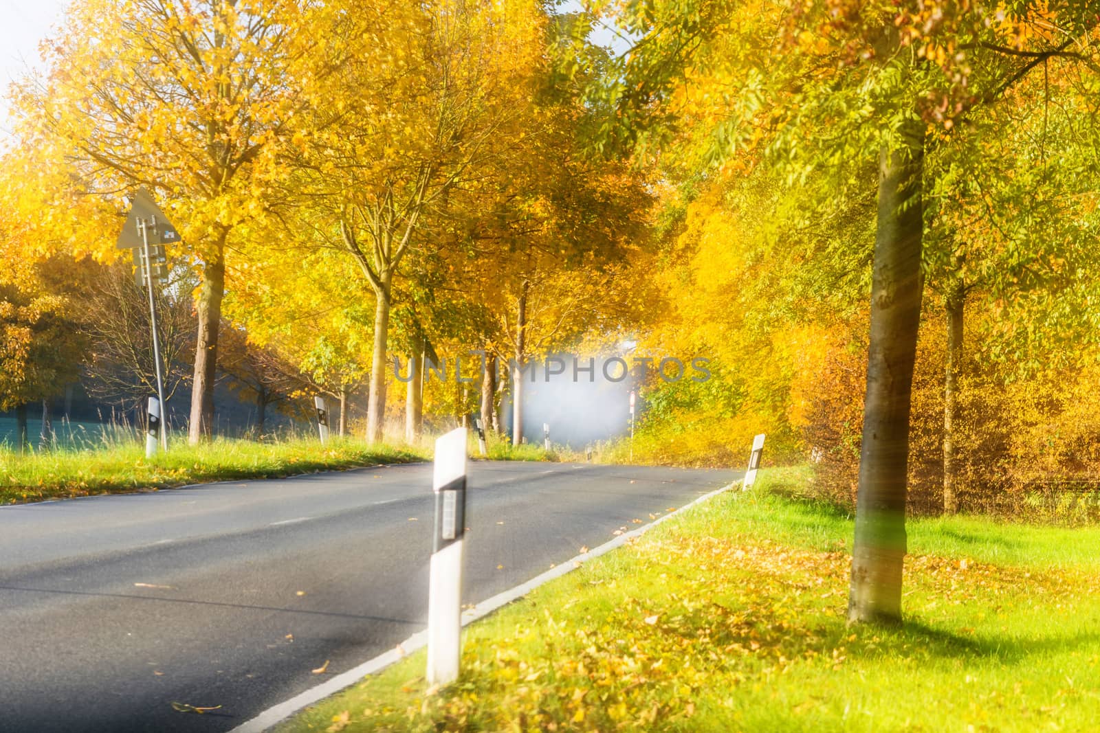 Picturesque autumn scene on a country road through an avenue.