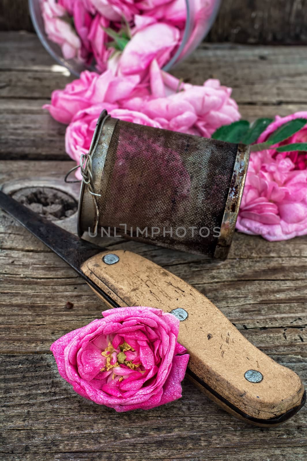 the harvest tea roses tea.The image is tinted