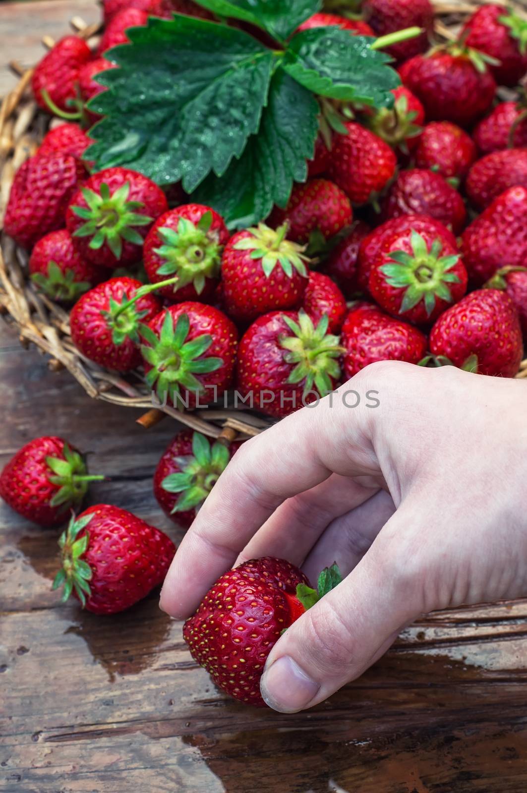 wicker basket with ripe strawberries on garden table.Selective focus