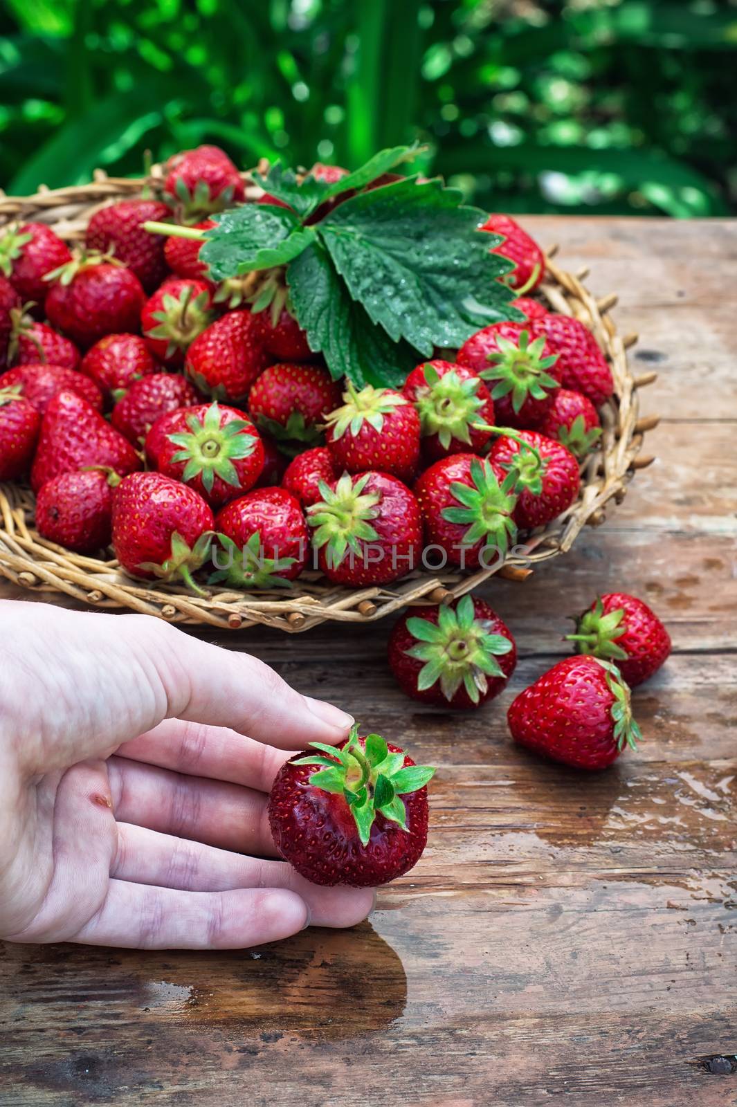 hand with the strawberry on a background of woven basket with ripe berries.Selective focus