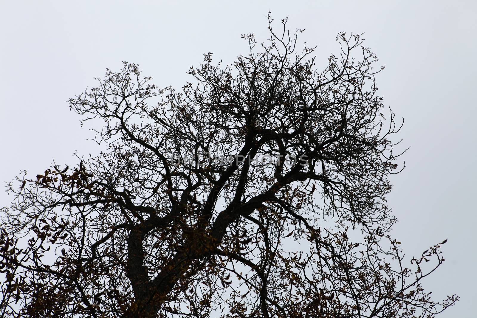 dry branches of tree by ssuaphoto