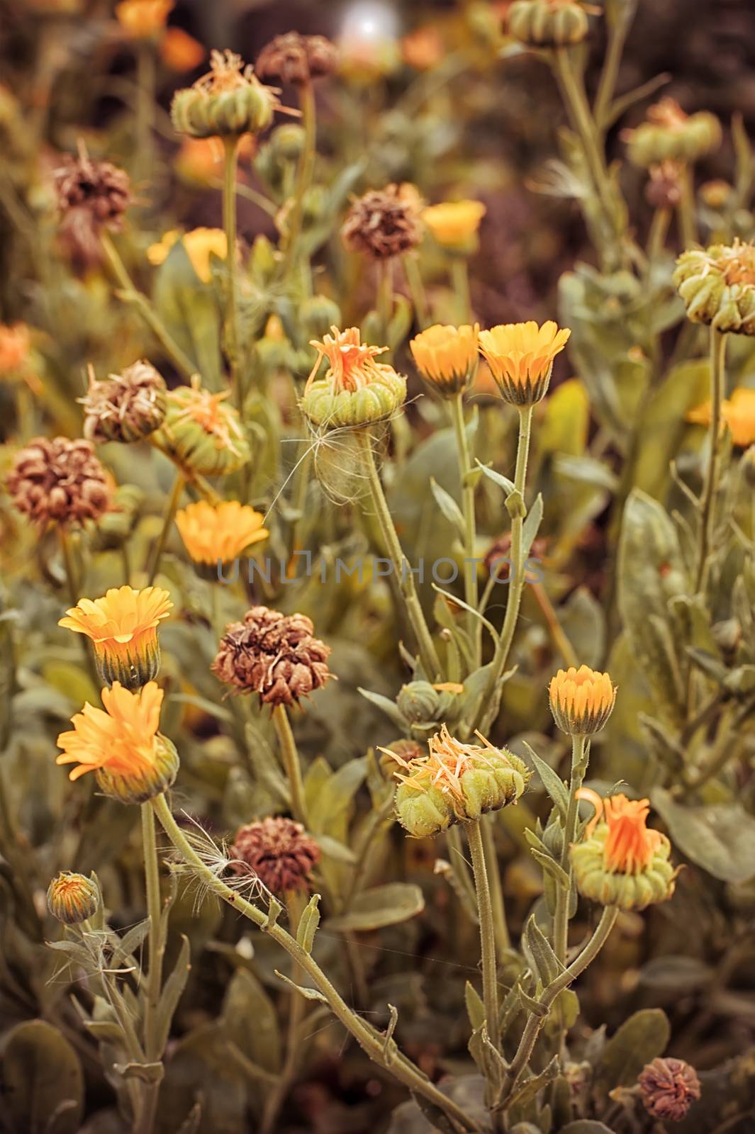 Autumn lawn with drying flowers.The image is tinted.Selective focus