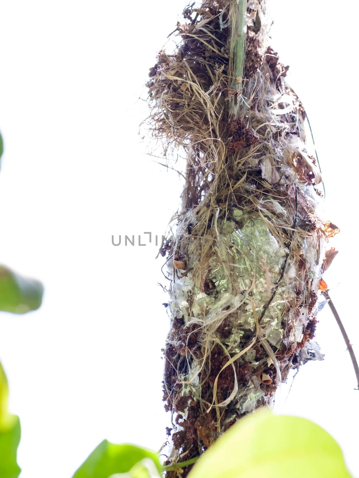 Olive-backed sunbird nest by Exsodus
