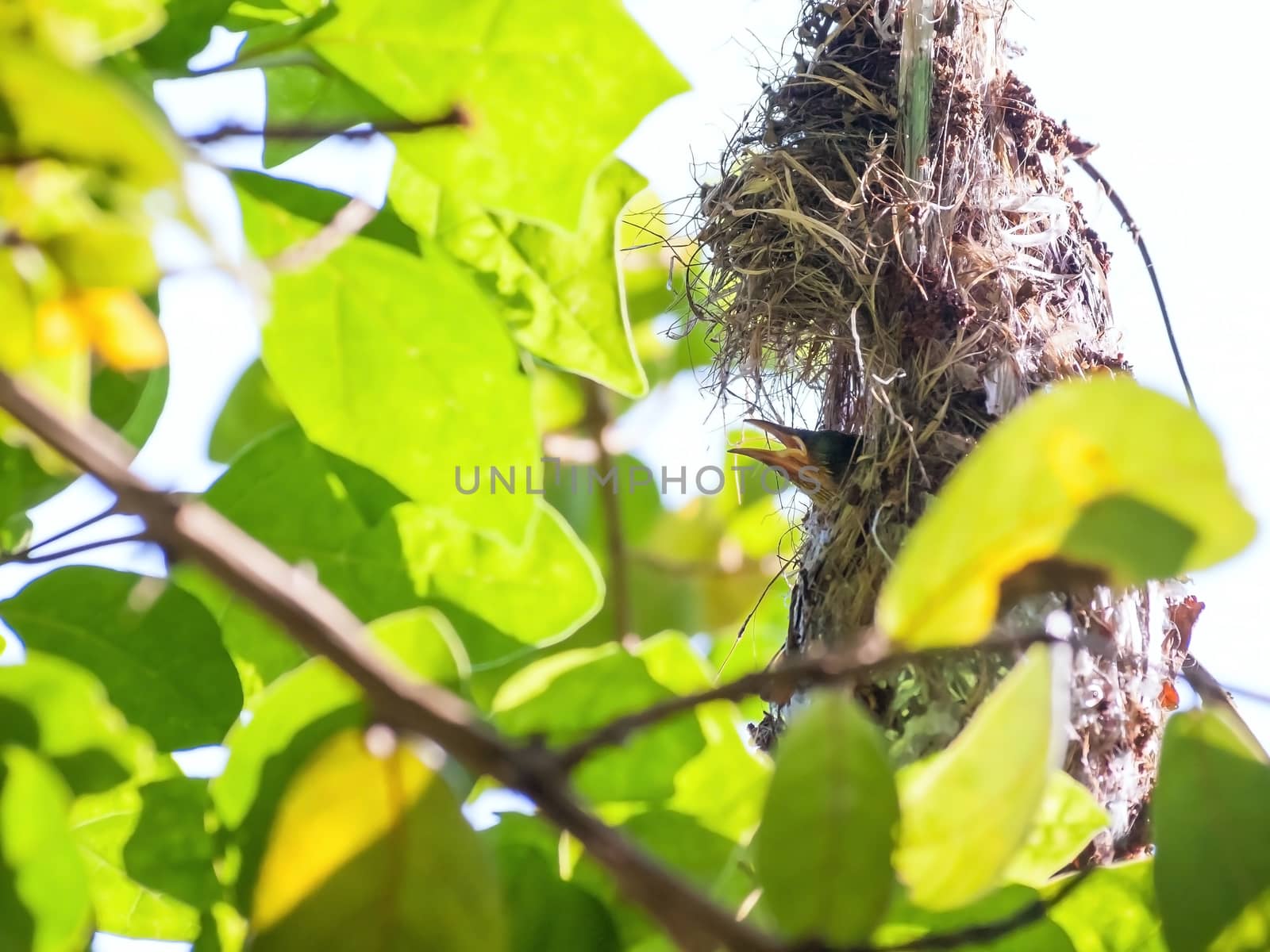 Olive-backed sunbird nestling wait for mother in nest. Cinnyris jugularis, Family Nectariniidae, synonyms Black-breasted Sunbird, Black-throated Sunbird, Olive backed Sunbird, Yellow-bellied Sunbird, Yellow-breasted Sunbird