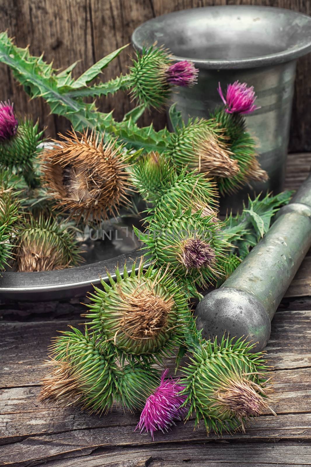 Bright prickly Thistle buds collected for medicinal purposes in the iron bowl with mortar and pestle.Photo tinted.