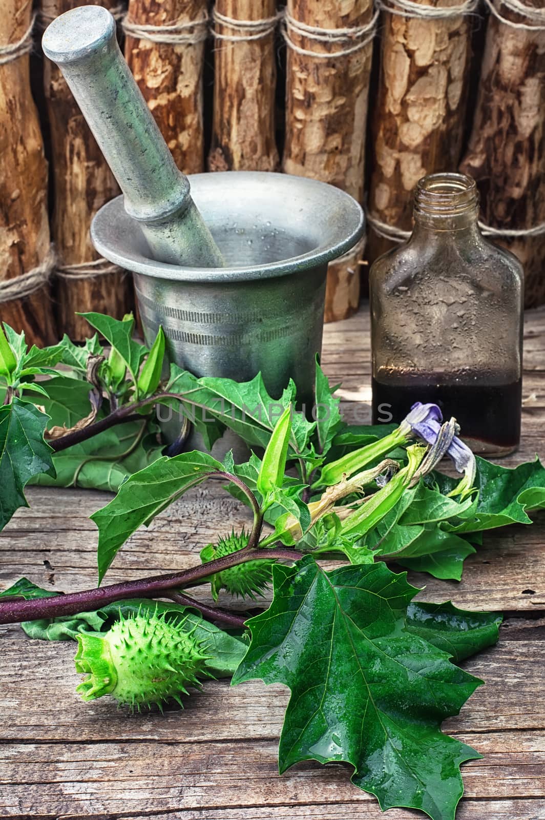 Stems of herbaceous medicinal plants genus Datura Nightshade family with poppy seeds on the background mortar with pestle.
