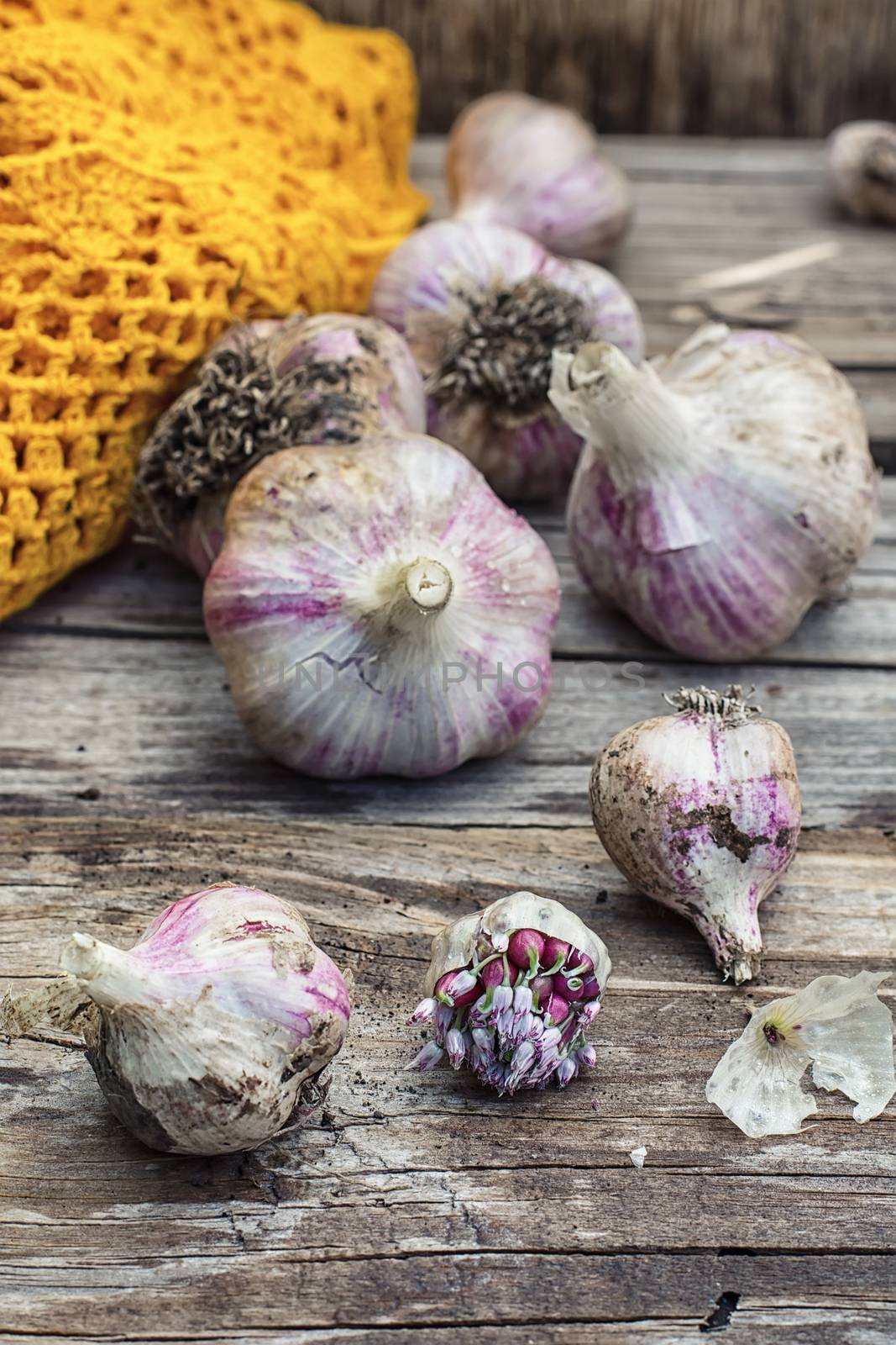 autumn harvest of garlic scattered on the wooden style.Photo tinted