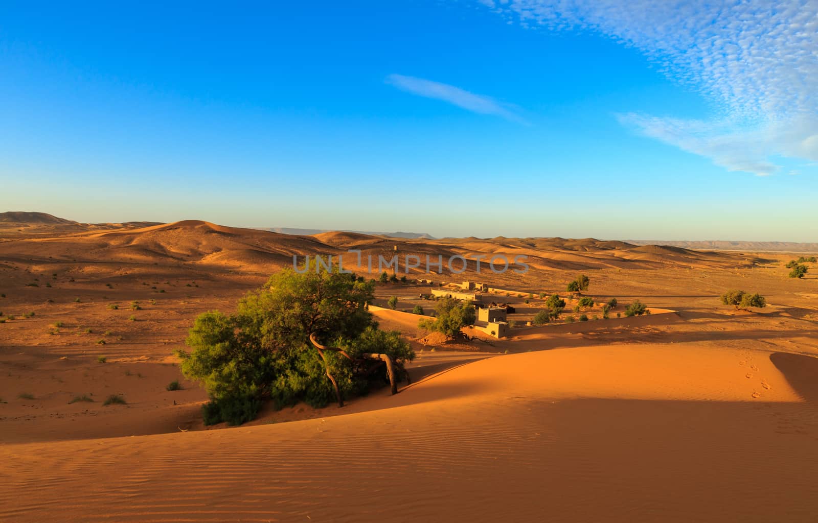 Bush on the sand, Sahara desert by Mieszko9