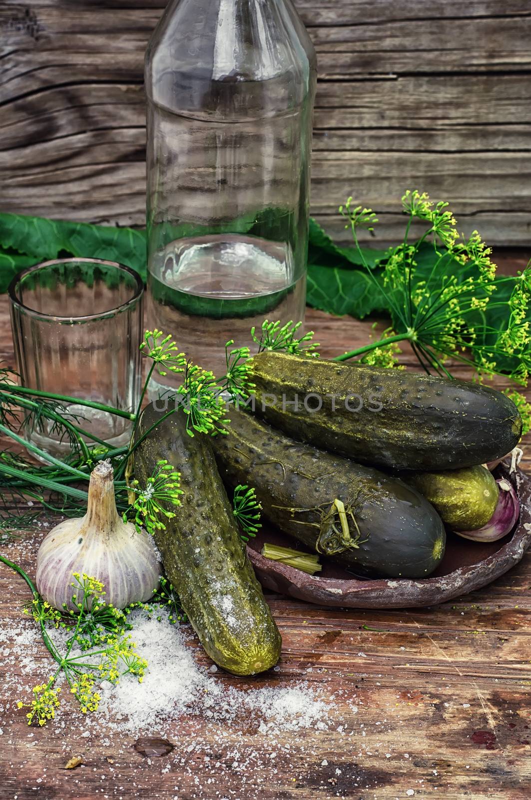 Pickled cucumbers with dill and vodka shot glass on wooden background in country style.Photo tinted.