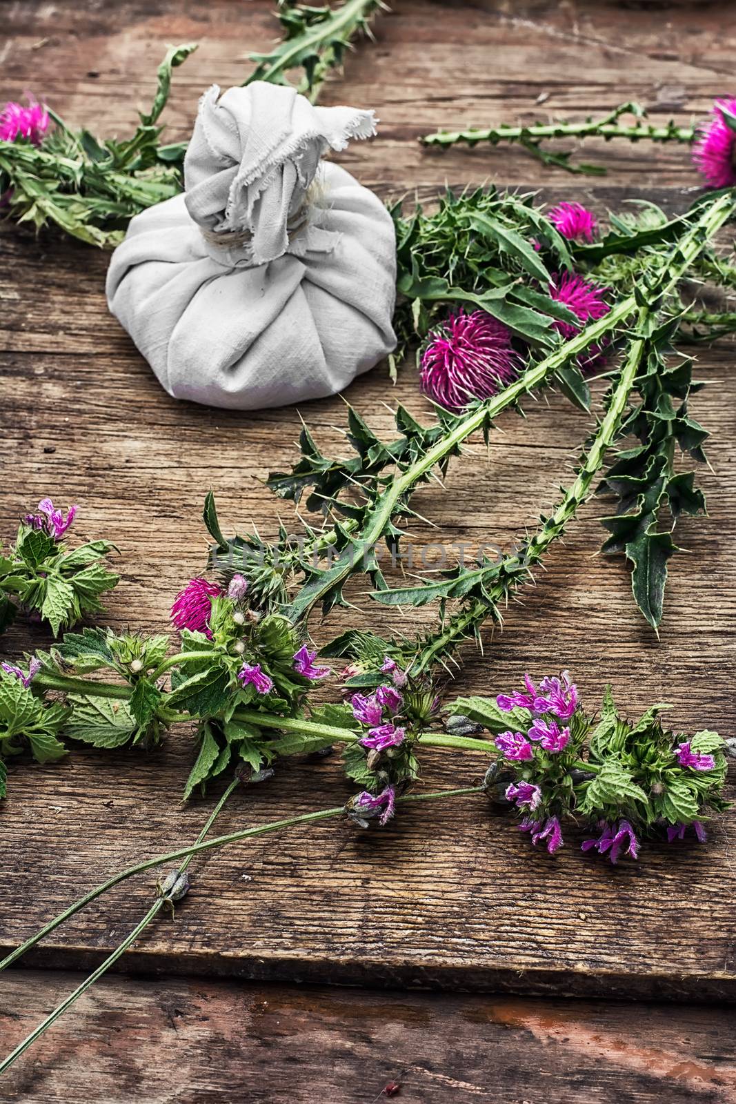 procurement of medicinal wild herbs thistle .Photo tinted.