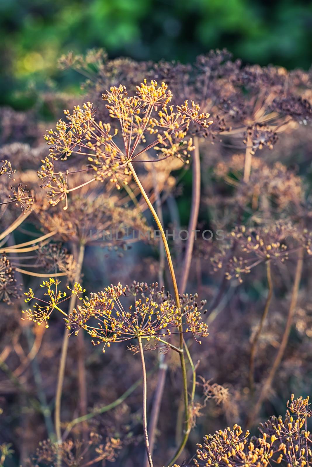 Dry bushes of dill in the fall vegetable garden.Photo tinted.