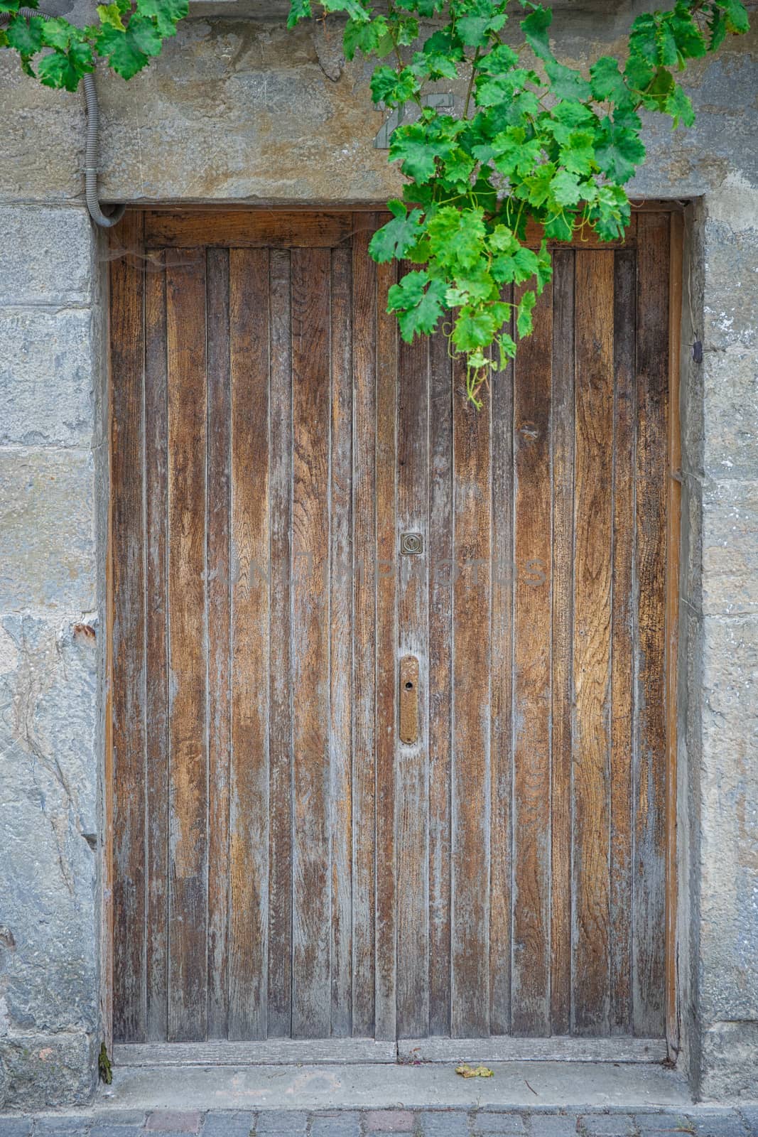Old rustic wooden door with green leaf