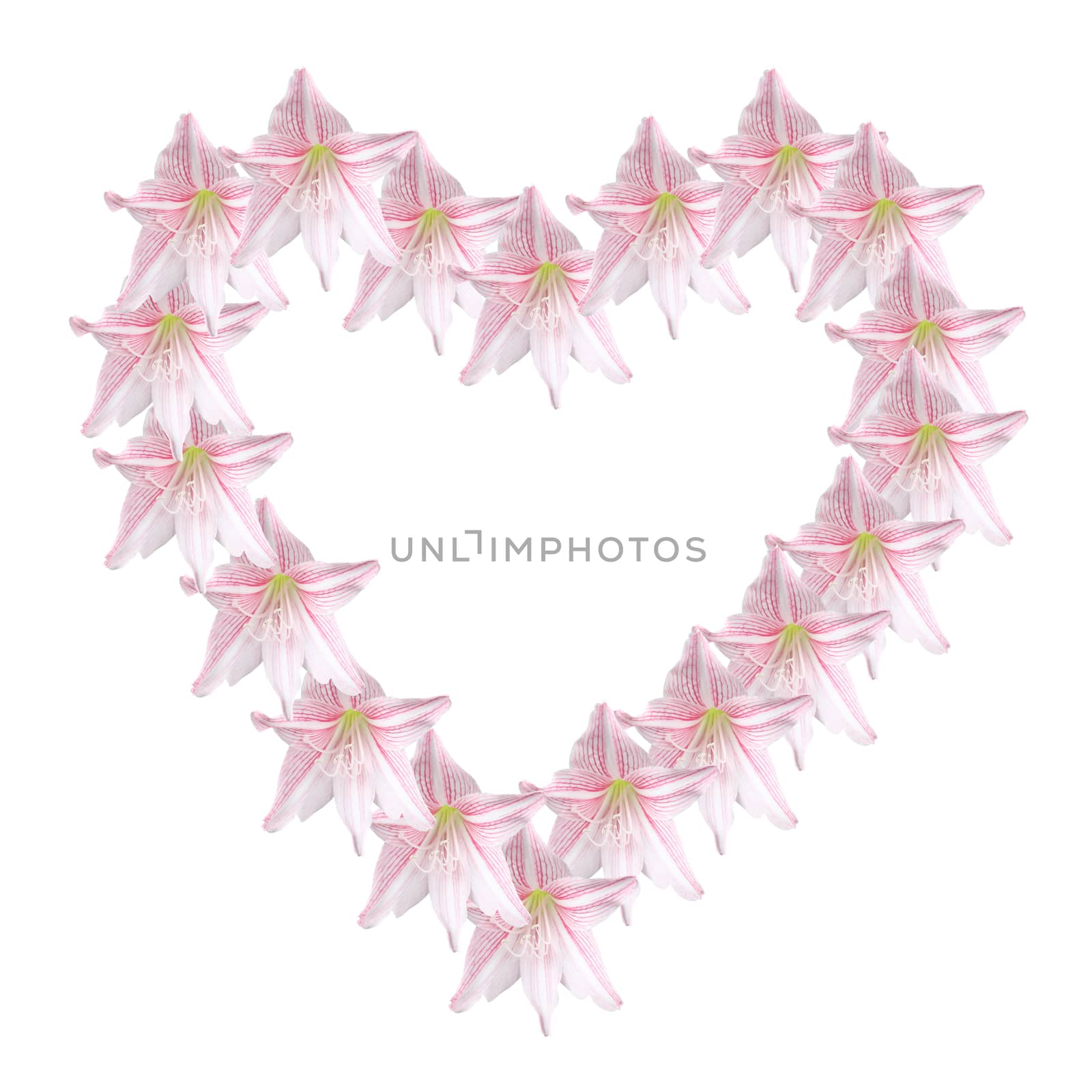 pink amaryllis forming a heart shape ring against white background