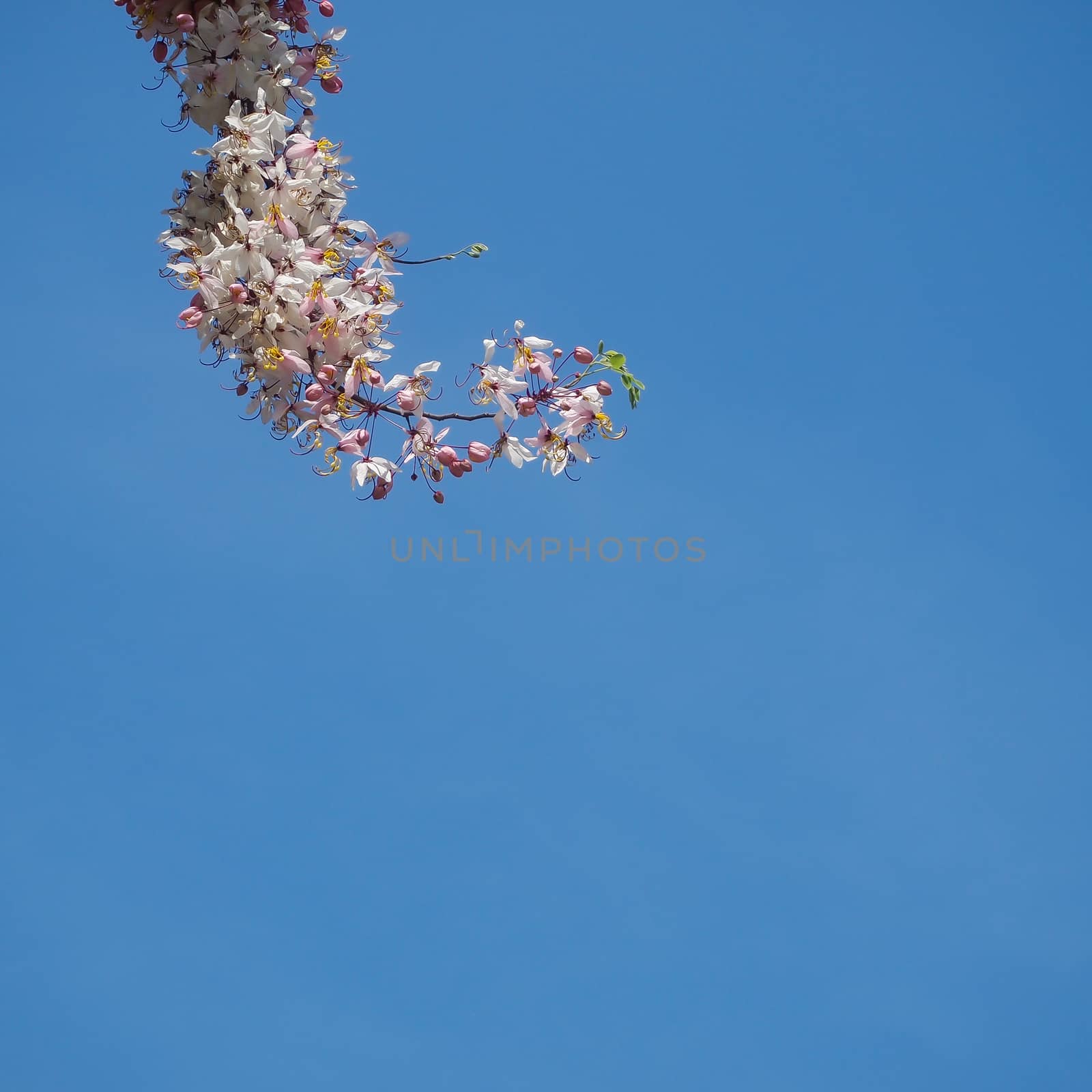 Wishing tree, pink shower, cassia bakeriana craib flower