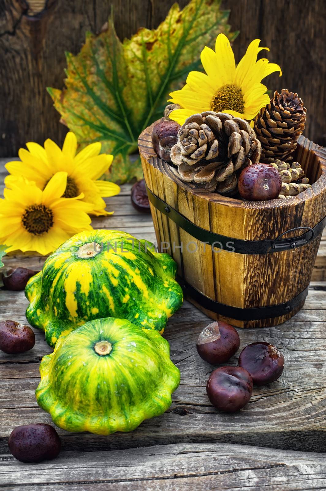 Autumn harvest squash with chestnuts and pine cones on wooden table