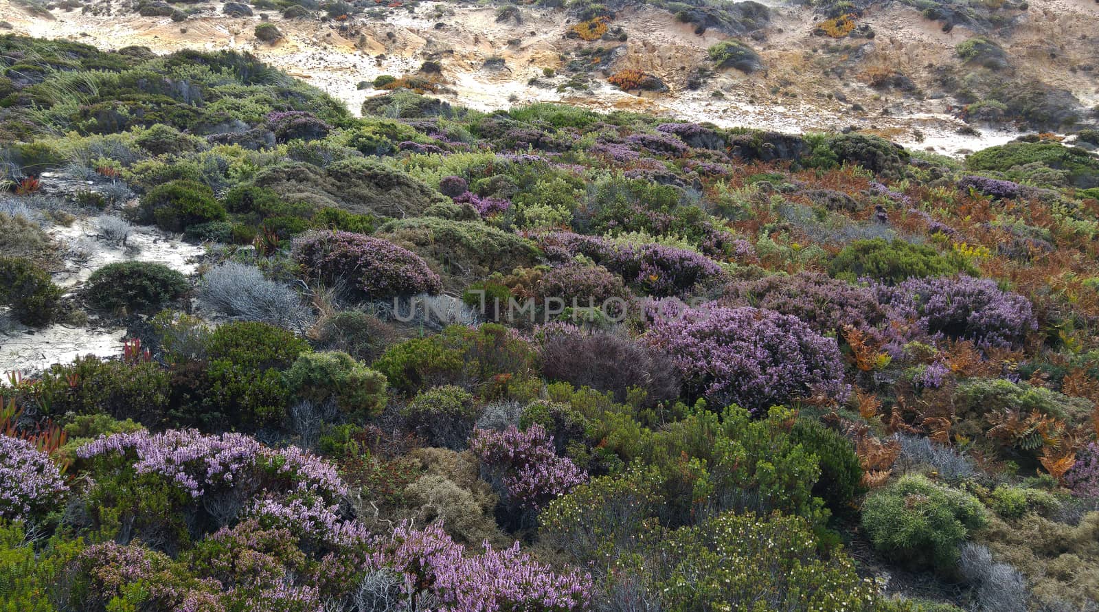 pink flowering heather on portugal beach and rocks in pink and green colors