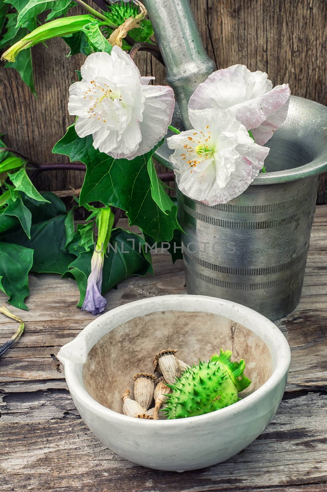 Stems of herbaceous medicinal plants genus Datura Nightshade family with poppy seeds on the background mortar with pestle.Selective focus