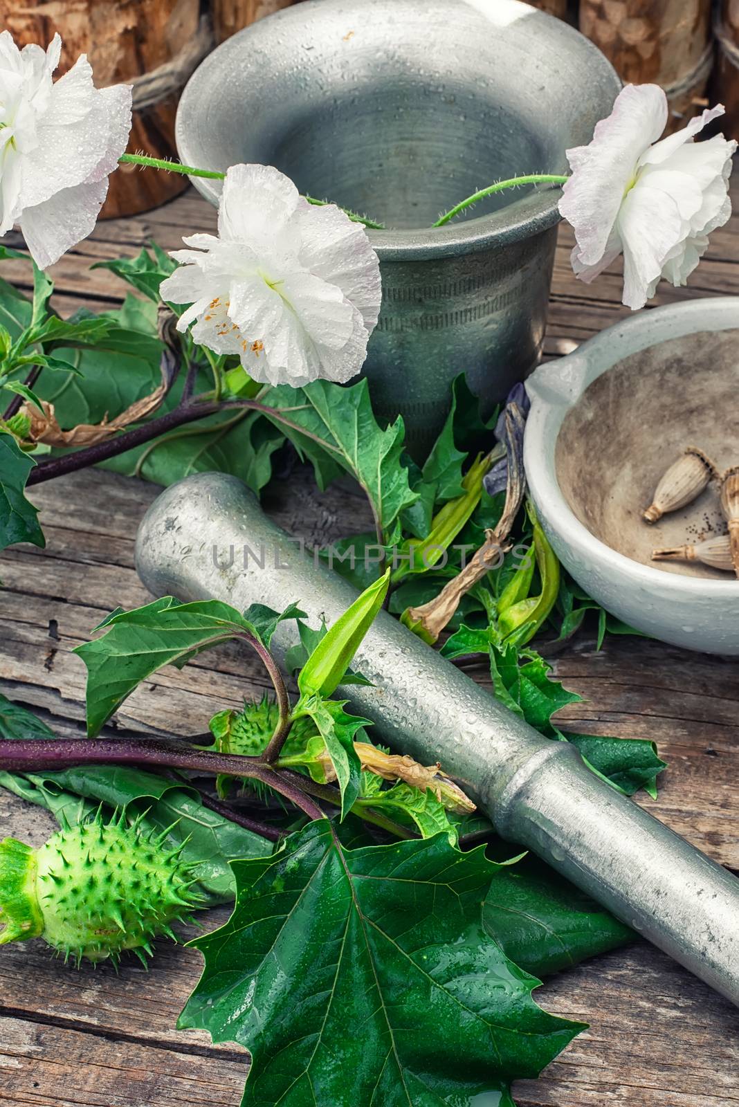 Stems of herbaceous medicinal plants genus Datura Nightshade family with poppy seeds on the background mortar with pestle.Selective focus