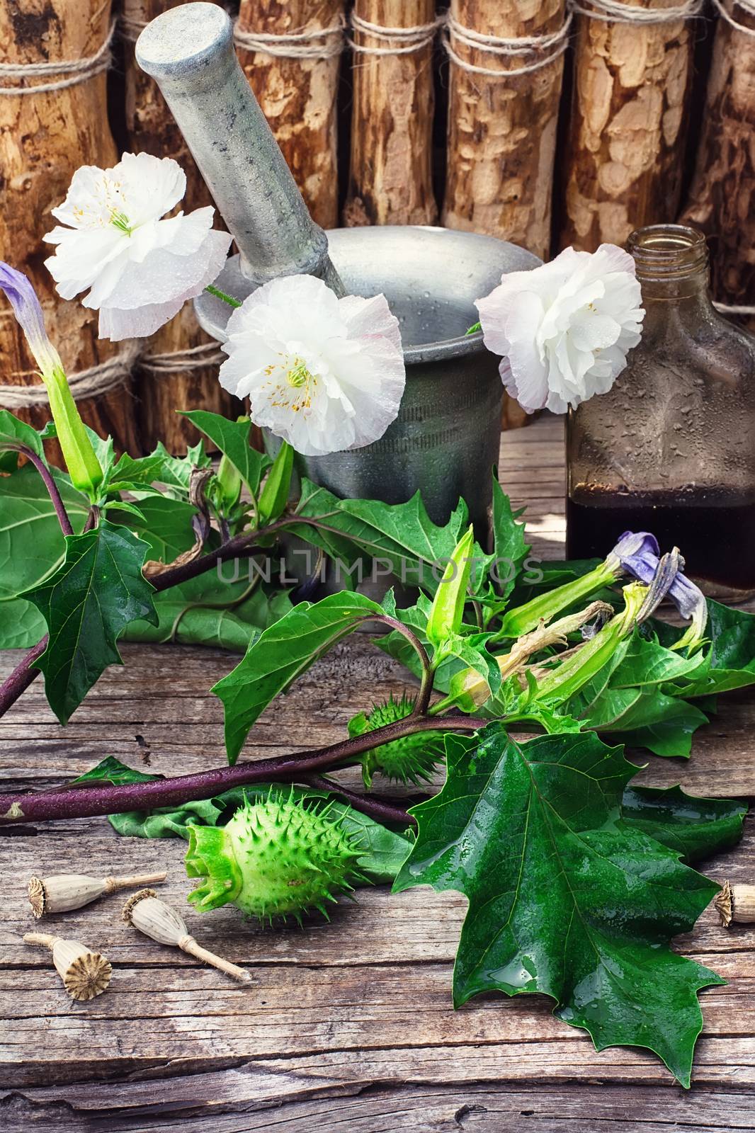Stems of herbaceous medicinal plants genus Datura Nightshade family with poppy seeds on the background mortar with pestle.Selective focus