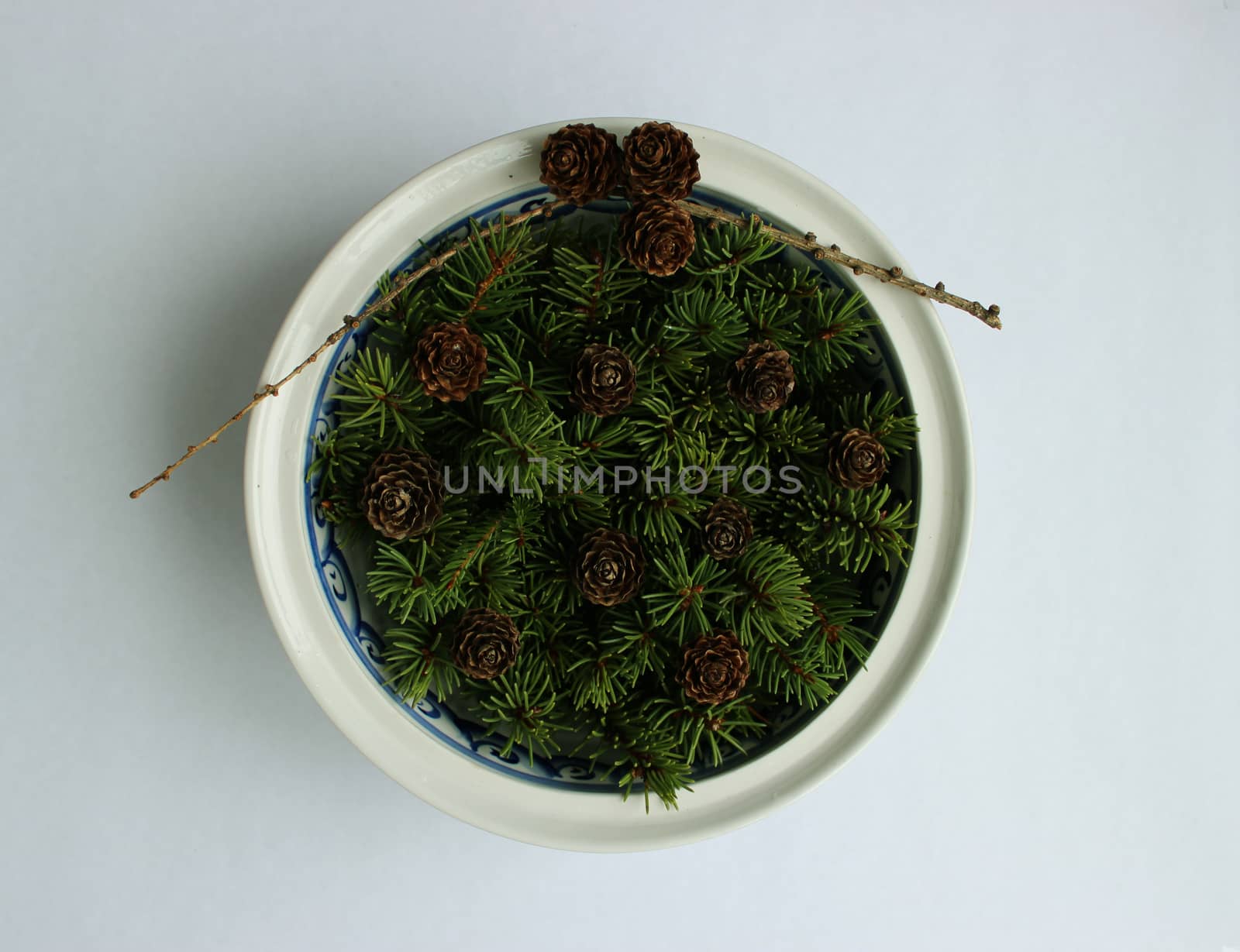 The composition of the larch cones and twigs eaten in a soup plate on a white background.