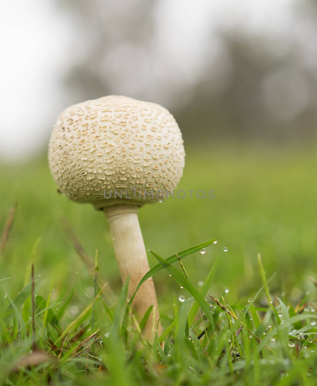 Australia, overcast rainy Queensland weather with raindrops and new mushroom growing through wet green grass