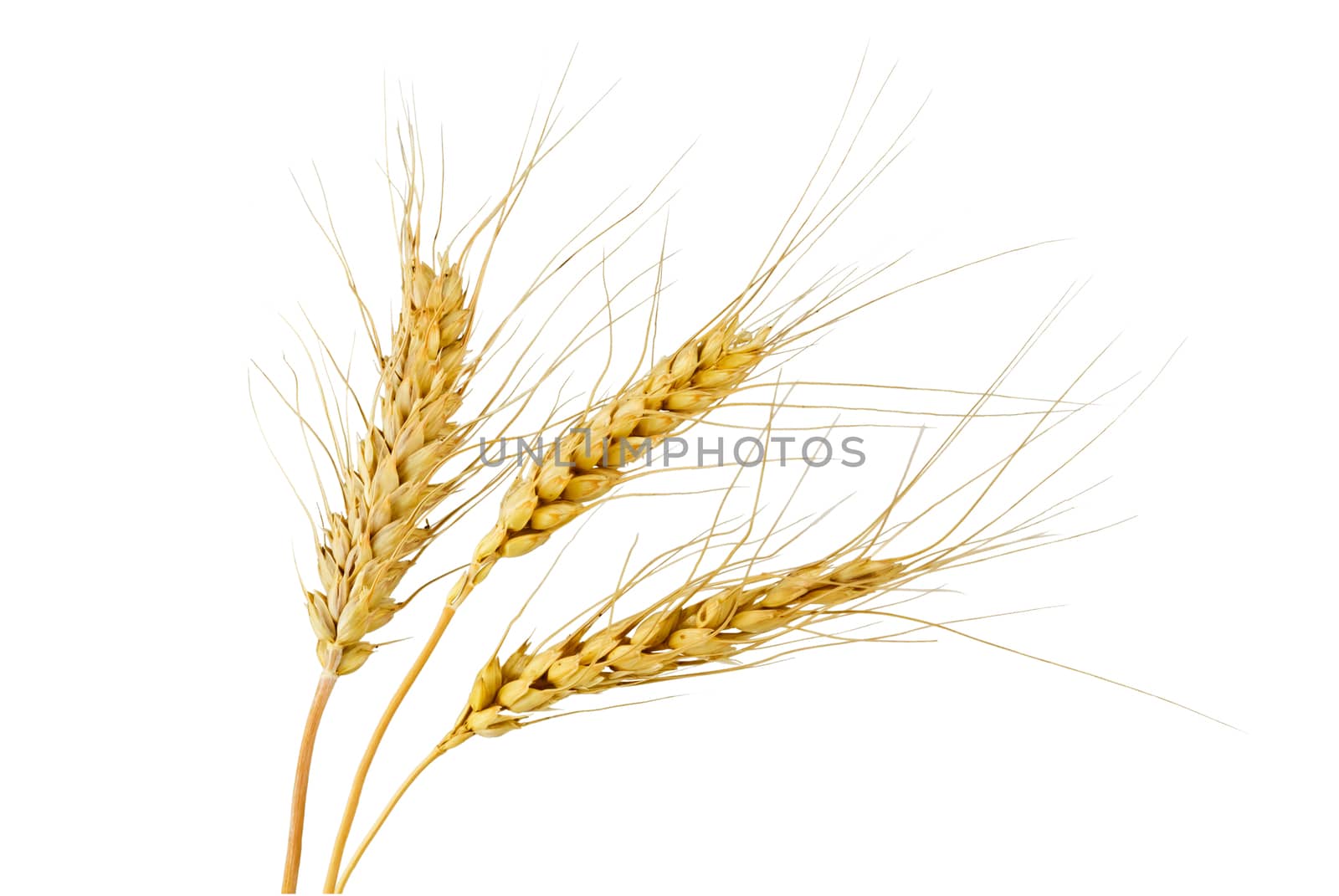 Three rye spikelets on a white background
