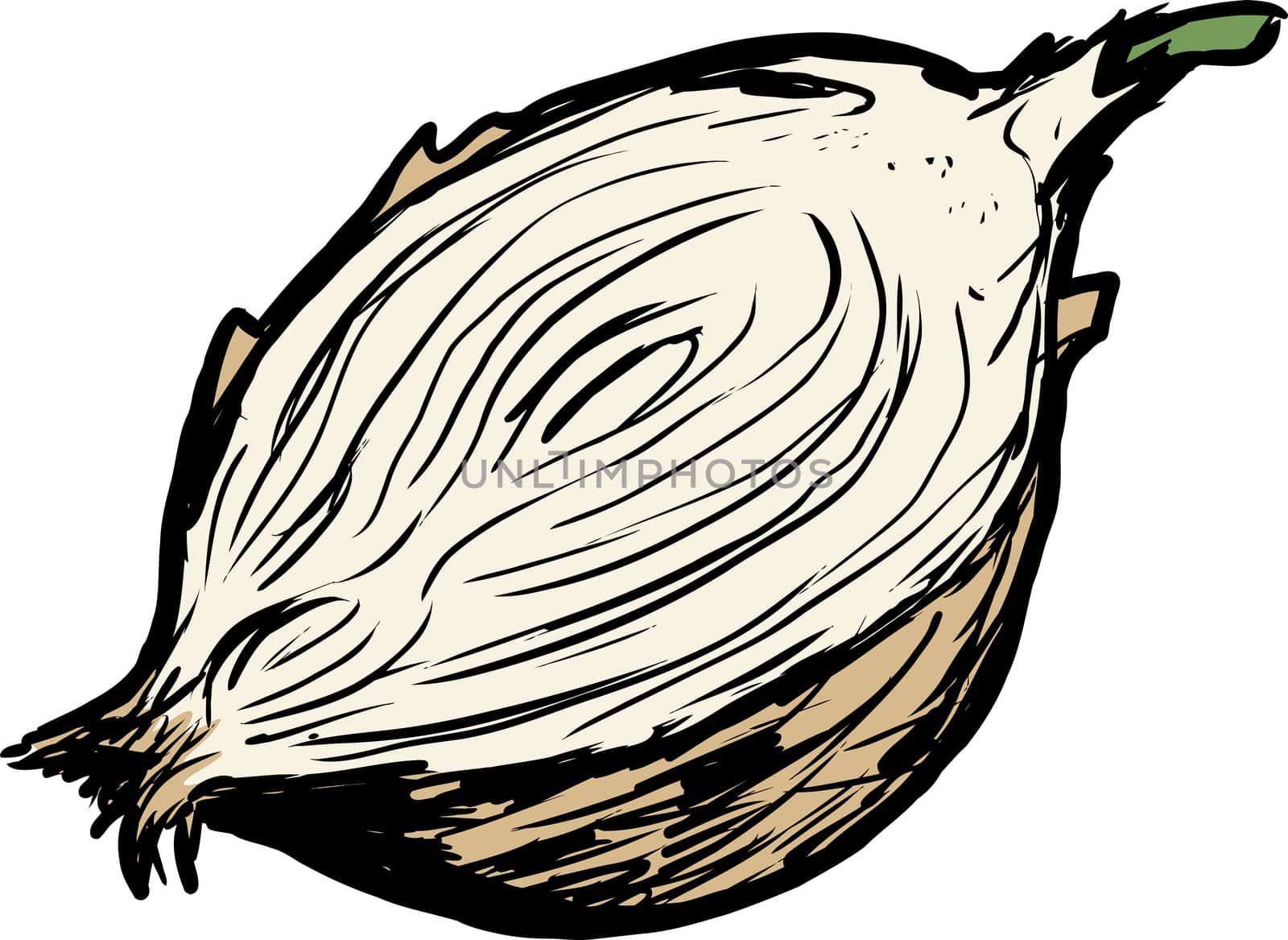 Cut yellow raw onion illustration by TheBlackRhino