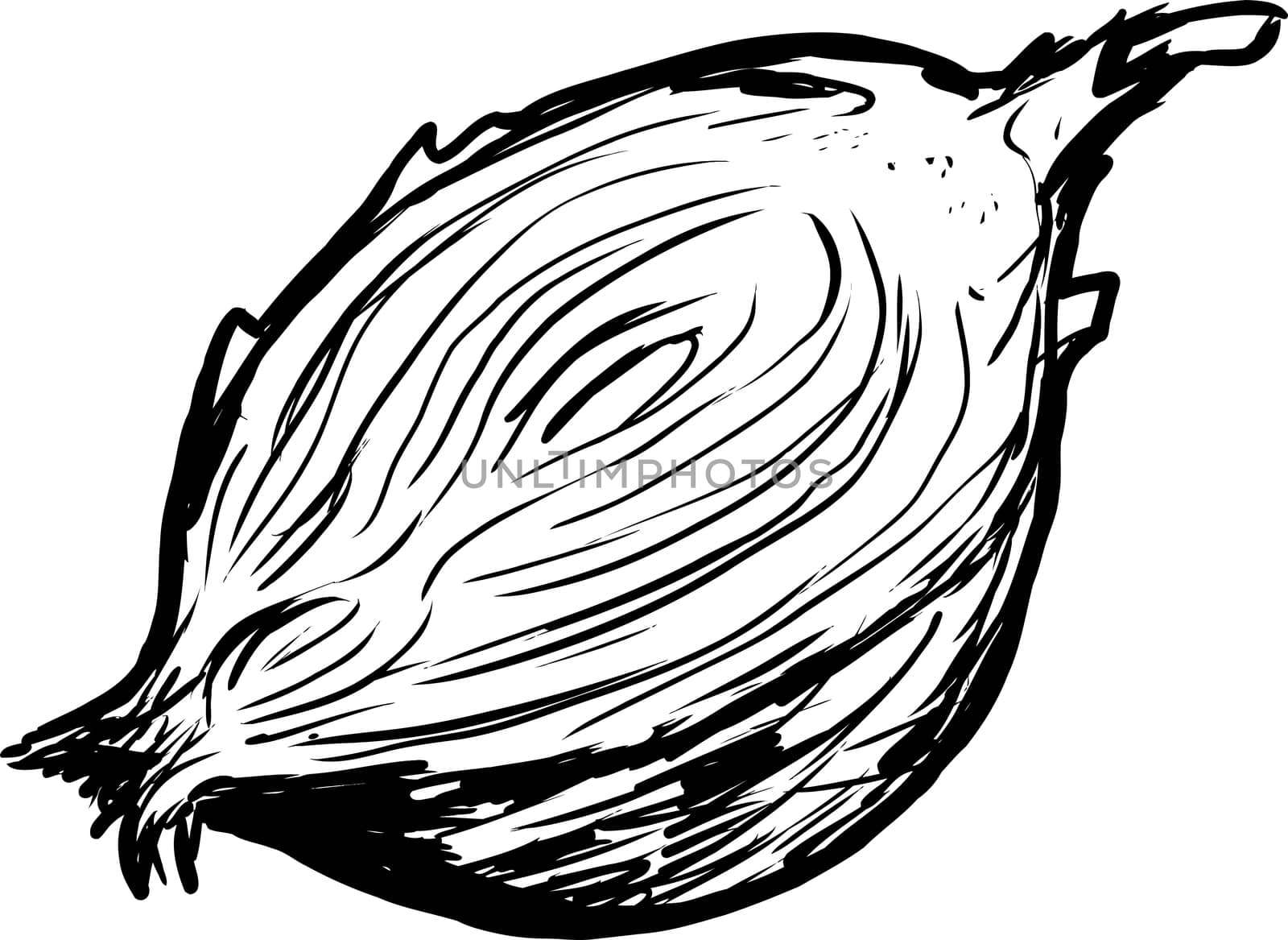 Hand drawn outline of single raw onion cut in half over white background