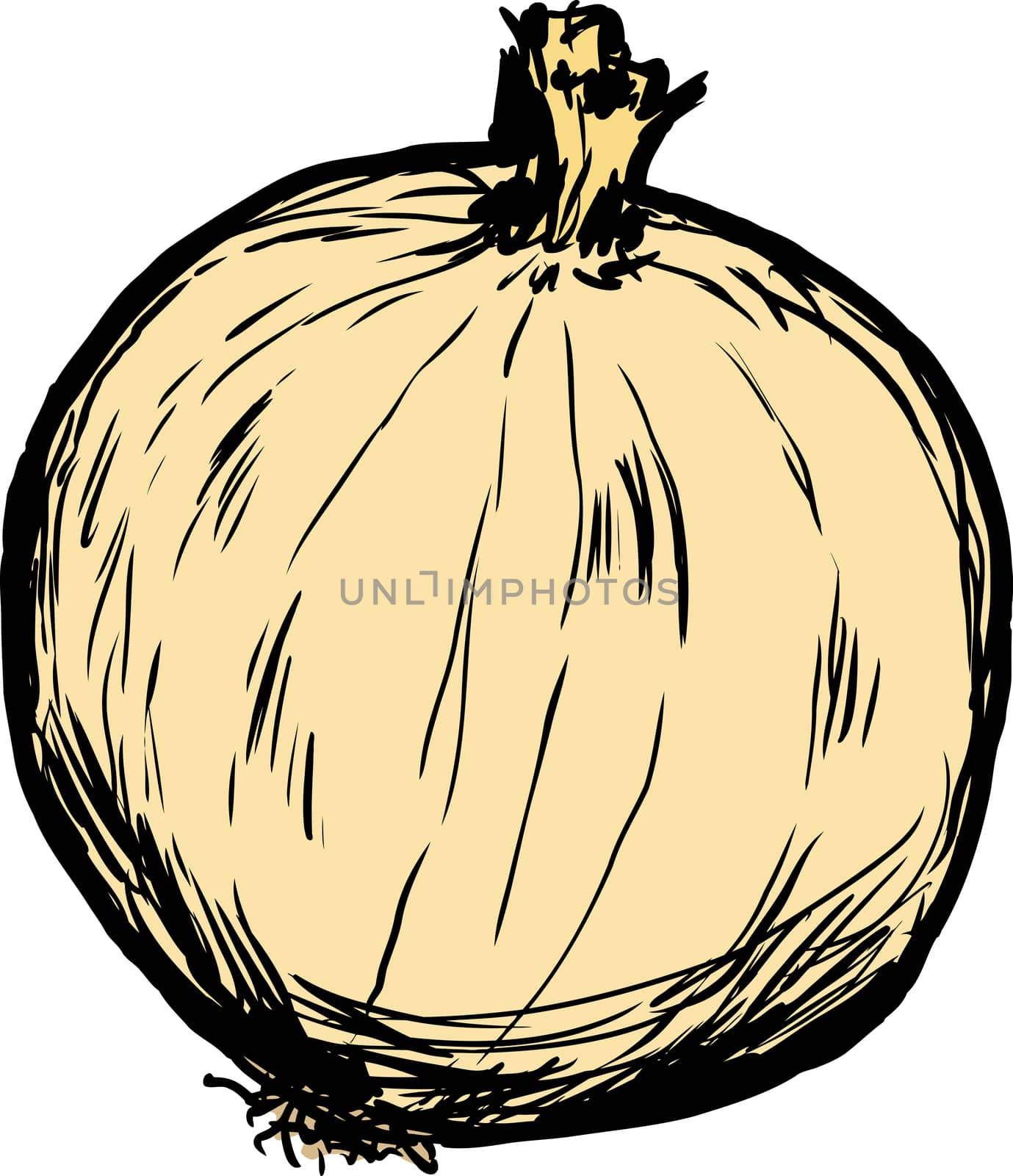 Hand drawn single raw white onion with skin cartoon over white background