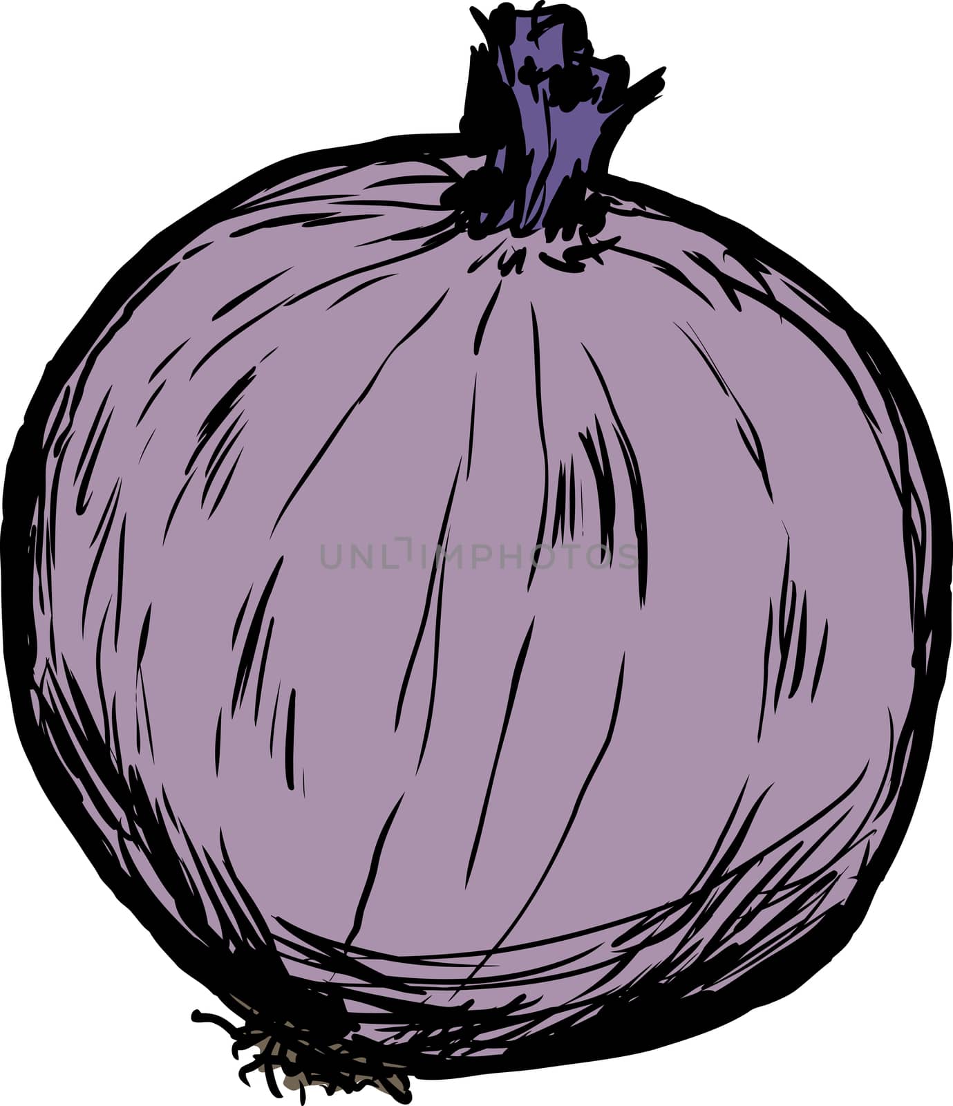 Whole raw red onion illustration by TheBlackRhino