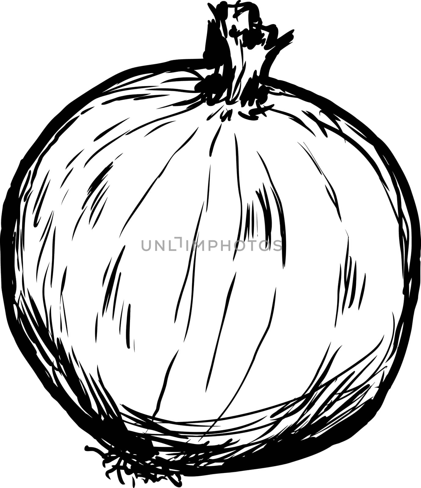 Outline sketch of single whole raw onion cartoon over white background