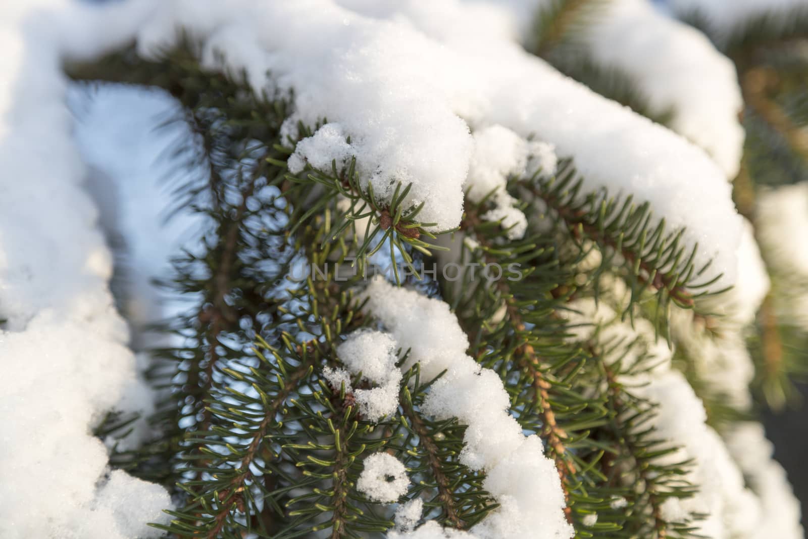 Snow on Spruce Twigs close up.